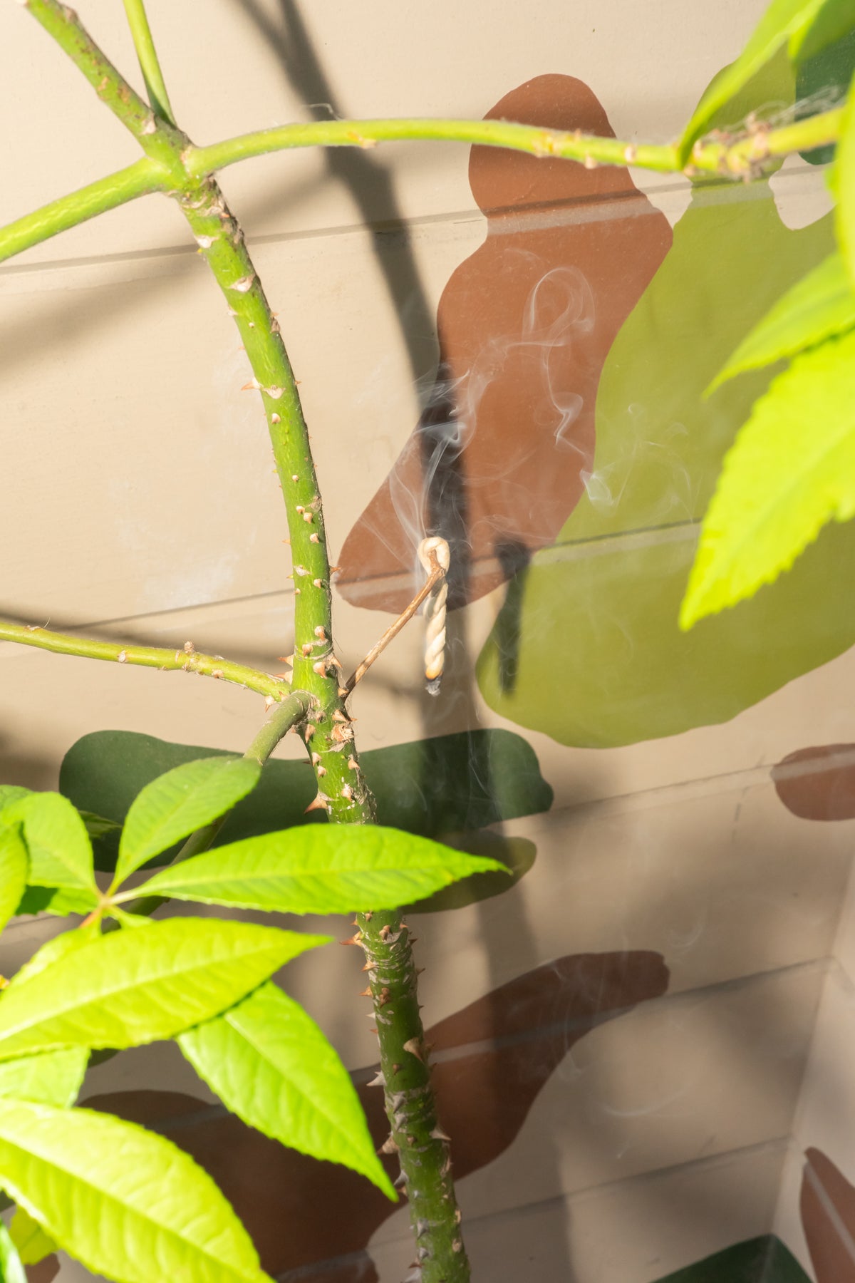 SHAMAN'S MARKET - HIMALAYAN CEDAR ROPE INCENSE – understory-shop