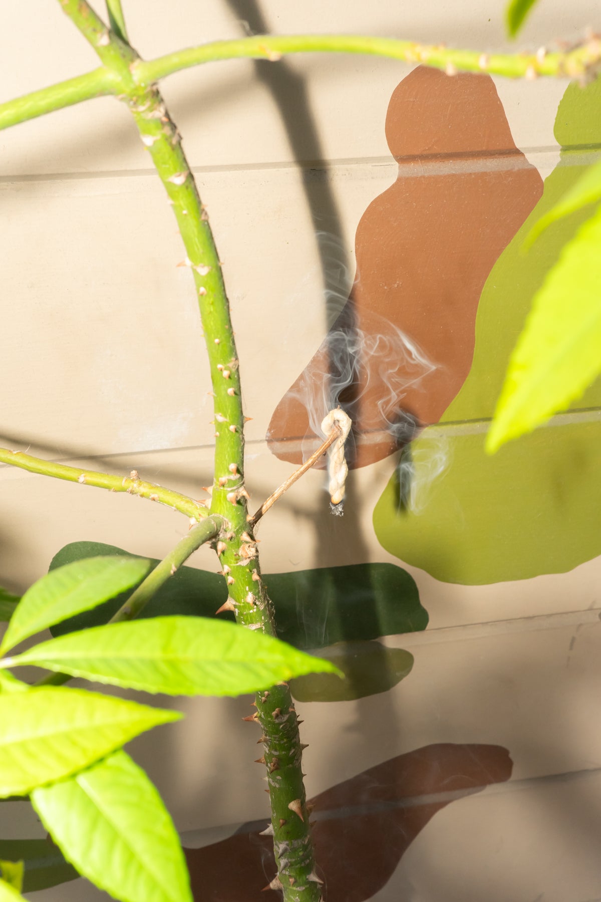 SHAMAN'S MARKET - HIMALAYAN CEDAR ROPE INCENSE – understory-shop